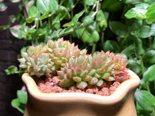 Load image into Gallery viewer, Unknown (rooted with pot) | 不知名缀化 (已服盆)