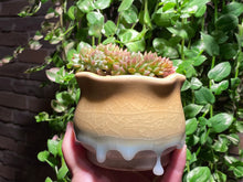 Load image into Gallery viewer, Unknown (rooted with pot) | 不知名缀化 (已服盆)