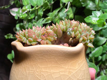 Load image into Gallery viewer, Unknown (rooted with pot) | 不知名缀化 (已服盆)