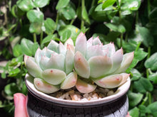 Load image into Gallery viewer, Echeveria Iceberg (rooted with pot) | 冰山 (已服盆)