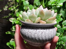 Load image into Gallery viewer, Echeveria Iceberg (rooted with pot) | 冰山 (已服盆)