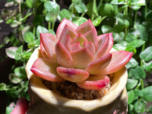 Load image into Gallery viewer, Echeveria Champagne (rooted with pot) | 香槟 (已服盆)