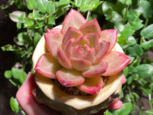 Load image into Gallery viewer, Echeveria Champagne (rooted with pot) | 香槟 (已服盆)