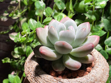 Load image into Gallery viewer, Pachyphytum cv Frevel (rooted with pot) | 新香水 (已服盆)