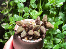 Load image into Gallery viewer, Adromischus marianae sp. (Avocado) (rooted with pot) | 奶油果 (已服盆)