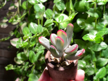 Load image into Gallery viewer, Cotyledon orbiculata cv variegata (long leaf) (rooted with pot) | 棒叶福娘锦 (已服盆)