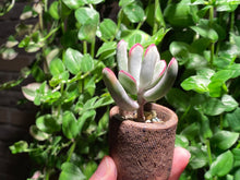 Load image into Gallery viewer, Cotyledon orbiculata cv variegata (long leaf) (rooted with pot) | 棒叶福娘锦 (已服盆)