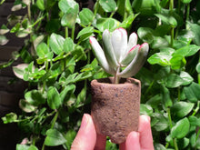 Load image into Gallery viewer, Cotyledon orbiculata cv variegata (long leaf) (rooted with pot) | 棒叶福娘锦 (已服盆)