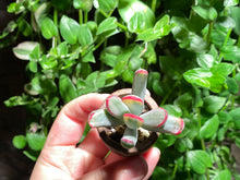 Load image into Gallery viewer, Cotyledon orbiculata cv variegata (long leaf) (rooted with pot) | 棒叶福娘锦 (已服盆)