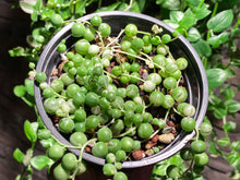 Load image into Gallery viewer, Senecio Rowleyanus Variegata (rooted with pot) | 佛珠锦 (已服盆)