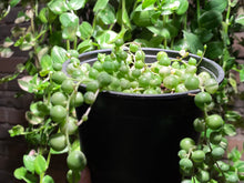 Load image into Gallery viewer, Senecio Rowleyanus Variegata (rooted with pot) | 佛珠锦 (已服盆)