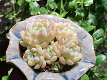Load image into Gallery viewer, Echeveria elegans'alba (rooted with pot) | 白月影 (已服盆)