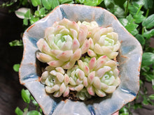 Load image into Gallery viewer, Echeveria elegans'alba (rooted with pot) | 白月影 (已服盆)