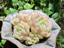 Load image into Gallery viewer, Echeveria elegans'alba (rooted with pot) | 白月影 (已服盆)