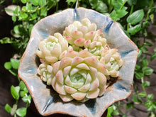 Load image into Gallery viewer, Echeveria elegans'alba (rooted with pot) | 白月影 (已服盆)