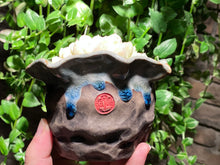 Load image into Gallery viewer, Echeveria elegans'alba (rooted with pot) | 白月影 (已服盆)