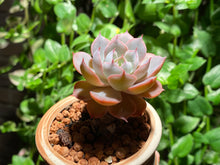 Load image into Gallery viewer, Echeveria peacockii 'Desmetiana' (rooted with pot) | 蓝石莲 (已服盆)
