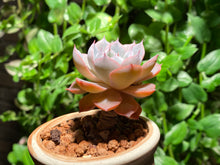 Load image into Gallery viewer, Echeveria peacockii 'Desmetiana' (rooted with pot) | 蓝石莲 (已服盆)