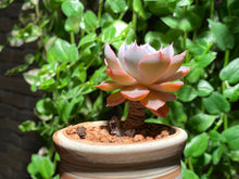 Load image into Gallery viewer, Echeveria peacockii 'Desmetiana' (rooted with pot) | 蓝石莲 (已服盆)