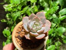 Load image into Gallery viewer, Echeveria peacockii 'Desmetiana' (rooted with pot) | 蓝石莲 (已服盆)