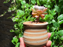 Load image into Gallery viewer, Echeveria peacockii 'Desmetiana' (rooted with pot) | 蓝石莲 (已服盆)