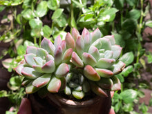 Load image into Gallery viewer, Echeveria spp. (Bright) (rooted with pot) | 璀璨 (已服盆)