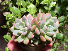 Load image into Gallery viewer, Echeveria spp. (Bright) (rooted with pot) | 璀璨 (已服盆)