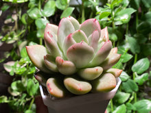 Load image into Gallery viewer, Echeveria avocado cream (rooted with pot) | 奶油鳄梨 (已服盆)