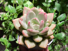 Load image into Gallery viewer, Echeveria avocado cream (rooted with pot) | 奶油鳄梨 (已服盆)