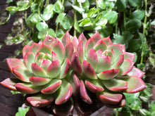 Load image into Gallery viewer, Arabesque (rooted with pot) | (已服盆)