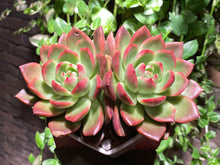 Load image into Gallery viewer, Arabesque (rooted with pot) | (已服盆)