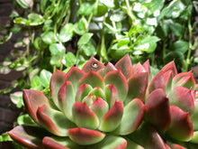 Load image into Gallery viewer, Arabesque (rooted with pot) | (已服盆)