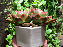 Load image into Gallery viewer, Arabesque (rooted with pot) | (已服盆)