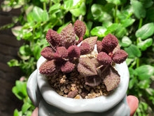 Load image into Gallery viewer, Adromischus marianae sp. (Avocado) (rooted with pot) | 奶油果 (已服盆)