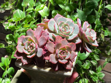 Load image into Gallery viewer, Echeveria Laurensis (rooted with pot) | 劳伦斯 (已服盆)