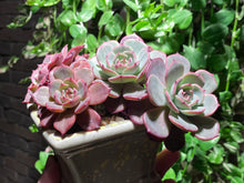 Load image into Gallery viewer, Echeveria Laurensis (rooted with pot) | 劳伦斯 (已服盆)