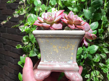 Load image into Gallery viewer, Echeveria Laurensis (rooted with pot) | 劳伦斯 (已服盆)