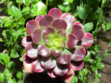 Load image into Gallery viewer, Aeonium Medusa (rooted with pot) | 美杜莎 (已服盆)