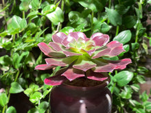 Load image into Gallery viewer, Aeonium Medusa (rooted with pot) | 美杜莎 (已服盆)