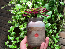 Load image into Gallery viewer, Aeonium Medusa (rooted with pot) | 美杜莎 (已服盆)