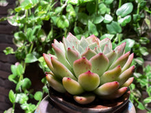 Load image into Gallery viewer, Echeveria La jolla (rooted with pot) | 拉霍亚爪 (已服盆)