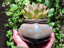 Load image into Gallery viewer, Echeveria La jolla (rooted with pot) | 拉霍亚爪 (已服盆)