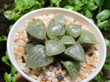 Load image into Gallery viewer, Haworthia emelyae var. comptoniana (rooted with pot) | 水晶康平101 (已服盆)