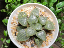 Load image into Gallery viewer, Haworthia emelyae var. comptoniana (rooted with pot) | 水晶康平101 (已服盆)