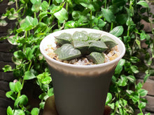 Load image into Gallery viewer, Haworthia emelyae var. comptoniana (rooted with pot) | 水晶康平101 (已服盆)