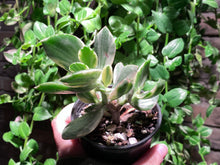 Load image into Gallery viewer, 【Pickup ONLY】Unknown (rooted with pot) | 不知名 (已服盆)