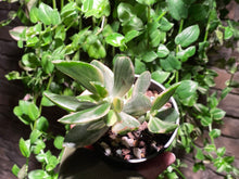 Load image into Gallery viewer, 【Pickup ONLY】Unknown (rooted with pot) | 不知名 (已服盆)