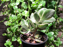 Load image into Gallery viewer, 【Pickup ONLY】Unknown (rooted with pot) | 不知名 (已服盆)