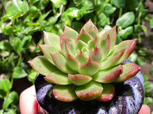 Load image into Gallery viewer, Echeveria spp. (rooted with pot) | 不知名 (已服盆)
