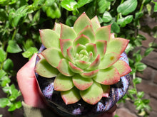 Load image into Gallery viewer, Echeveria spp. (rooted with pot) | 不知名 (已服盆)